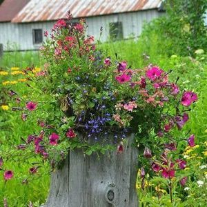 Meet your Posher, Holly